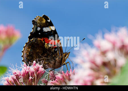 Papillon Vulcain (Vanessa atalanta) sur l'alimentation adultes-chanvre Eupatorium cannabinum agrimony (fleurs). Powys, Pays de Galles. En août. Banque D'Images