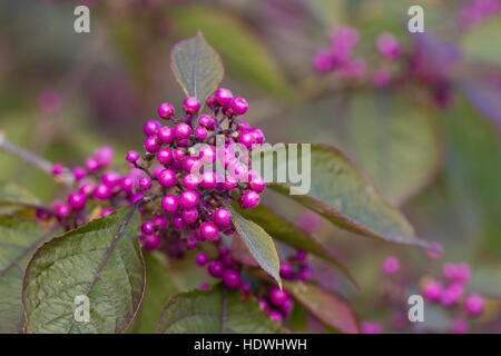 (Beautyberry Callicarpa bodinieri var. giraldii 'Profusion'). Sur les baies d'un arbuste dans un jardin. Powys, Pays de Galles. Octobre. Banque D'Images