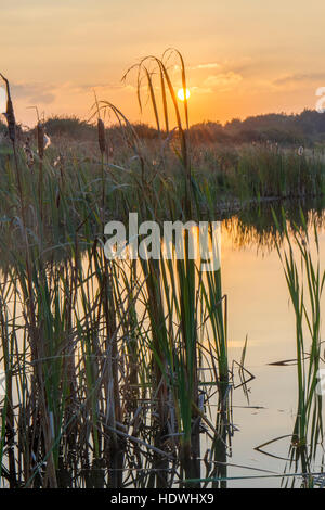 Vue sur la piscine d'eau douce et des marais au coucher du soleil. La réserve RSPB Titchwell Marsh. Norfolk, Angleterre. Octobre. Banque D'Images