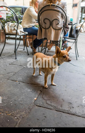 Un petit chien attend que les propriétaires le déjeuner à une table à l'extérieur dans les rues de Lucques. La ville de Lucca, Toscane, Italie. Banque D'Images