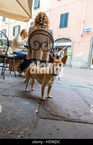 Un petit chien attend que les propriétaires le déjeuner à une table à l'extérieur dans les rues de Lucques. La ville de Lucca, Toscane, Italie. Banque D'Images