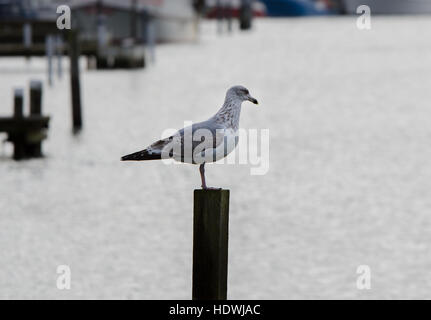 Une mouette solitaire debout au quai et à la recherche de nourriture Banque D'Images