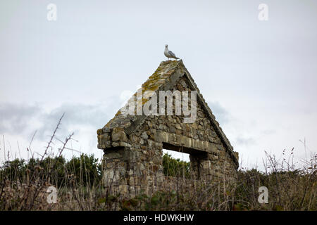 Seagull on ruine, Crozon, Bretagne, France Banque D'Images