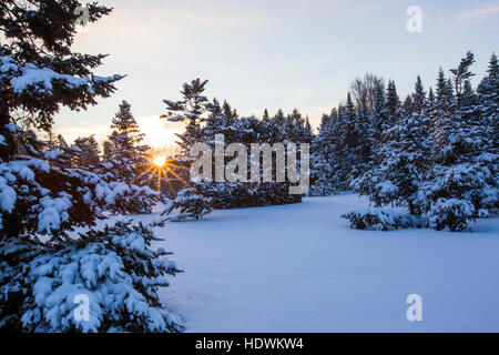 Paysage d'hiver canadien avec sapin (Abies) forêt au Canada Banque D'Images