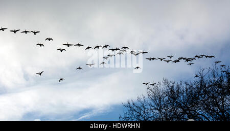 Un troupeau de Bernaches du Canada (Branta canadensis), volant en hiver, Stratford-upon-Avon, Royaume-Uni Banque D'Images