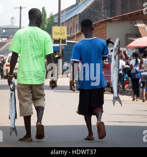 Les hommes transportant poissons barracuda dans les rues de Freetown Banque D'Images