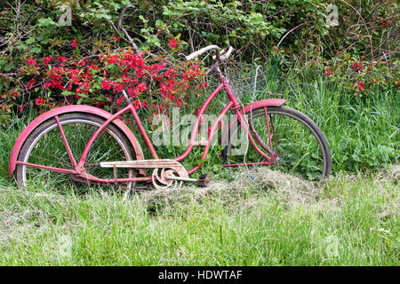 Vintage red vélo contre les fleurs rouges Banque D'Images