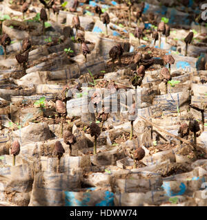 Plantés en petits pots de cacao Banque D'Images