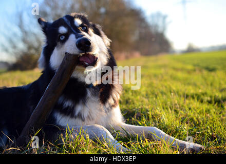 Husky de Sibérie joyeuse portant sur un champ en automne coucher du soleil Banque D'Images
