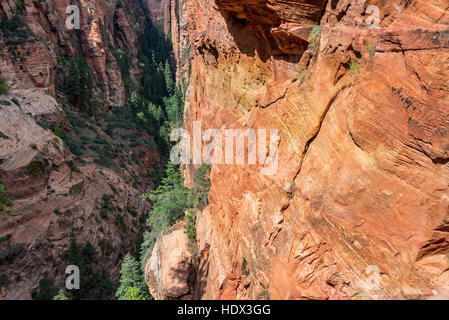 À la recherche vers le bas dans un étroit canyon dans le parc national de Zion Banque D'Images