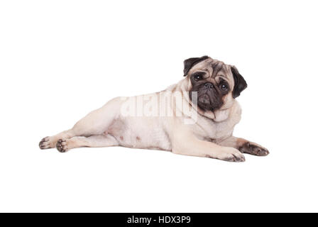 Beau chiot pug dog couché isolé sur fond blanc Banque D'Images