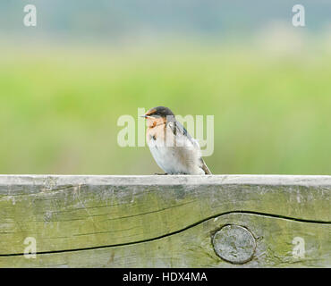 Hirondelle rustique (Hirundo neoxena Welcome), Seaspray, Victoria, Victoria, Australie Banque D'Images