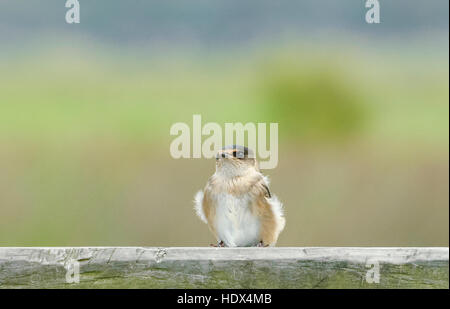 Hirondelle rustique (Hirundo neoxena Welcome), Seaspray, Victoria, Victoria, Australie Banque D'Images