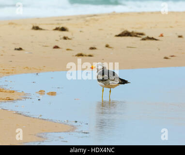 Pacifique immatures (Larus pacificus) marcher sur la plage, Seaspray, Victoria, Victoria, Australie Banque D'Images