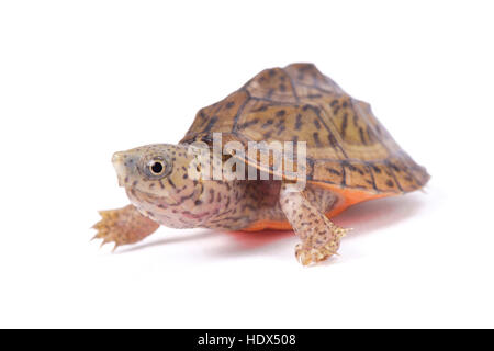 Adossé à une tortue musquée ,Sternotherus carinatus Banque D'Images