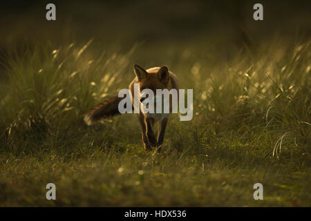 Red Fox (Vulpes vulpes) marche à travers les prairies, tard dans la soirée, la faible lumière du soleil, contre-jour, plein d'atmosphère. Banque D'Images