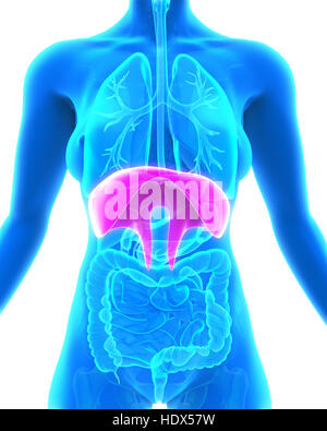 Les droits de l'anatomie du diaphragme Banque D'Images