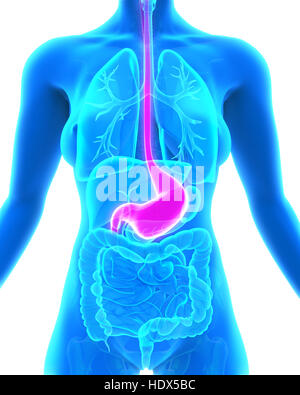 Anatomie de l'estomac humain Banque D'Images