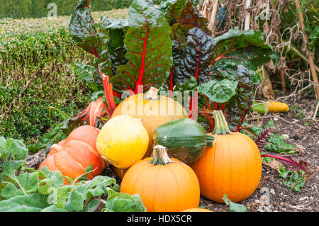 Légumes mélangés cultivés à la maison dans un allotissement au Royaume-Uni. Banque D'Images