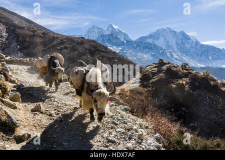 Les yacks sont utilisés pour le transport de marchandises sur une voie au-dessus de la vallée Banque D'Images