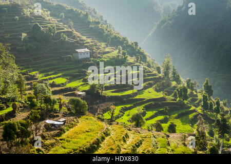 Les agriculteurs d'une chambre, situé sur la pente d'une montagne et entouré de verdure terrasse champs et arbres Banque D'Images