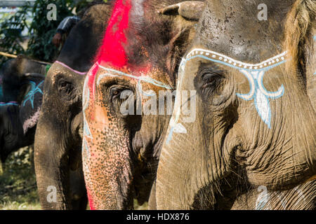 Portraits de quelques éléphants, peintes de couleurs vives pour le festival de l'éléphant Banque D'Images