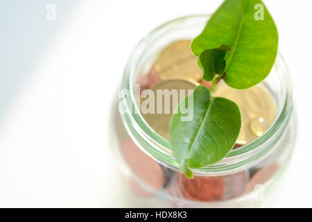 Plante verte avec de plus en plus à l'intérieur de feuilles d'un pot plein de pièces d'argent Banque D'Images