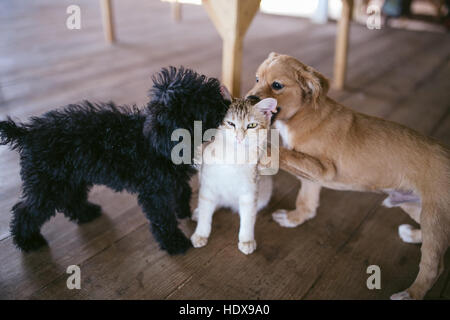 Chiens et chats jouent ensemble. 2 chiens essayer de taquiner un chat. Banque D'Images