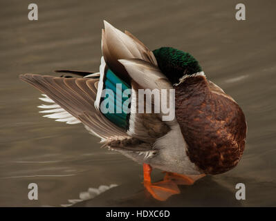 Le Canard colvert (Anas platyrhynchos), homme, au lissage Banque D'Images