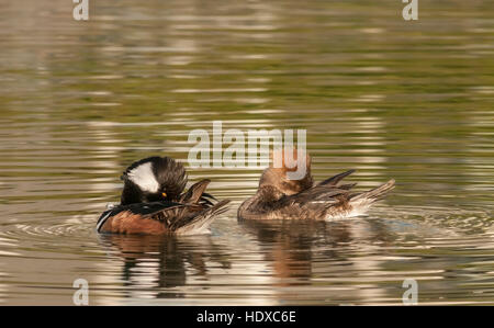 Paire de Harles couronnés (Lophodytes cucullatus) lissage Banque D'Images