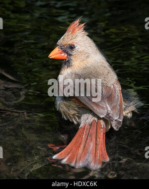 Femme Cardinal rouge (Cardinalis cardinalis) Echelle Banque D'Images