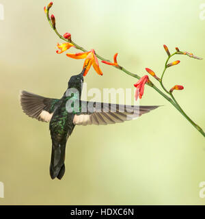 Buff-winged Starfrontlet (Coeligena lutetiae) hummingbird, vue postérieure Banque D'Images