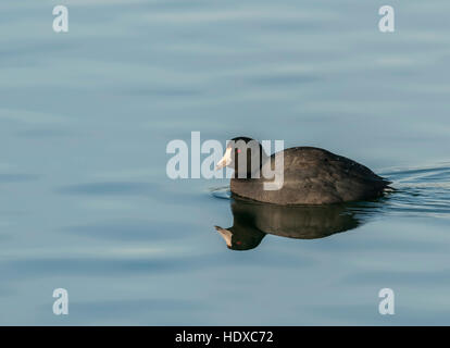 Foulque d'Amérique (Fulica americana) avec la réflexion Banque D'Images