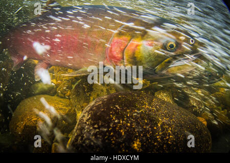 Image sous-marine d'un saumon Coho prises au cours de la saison de ponte 2016 dans la Stoney Creek. Banque D'Images