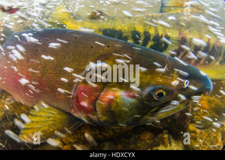 Image sous-marine d'un saumon Coho prises au cours de la saison de ponte 2016 dans la Stoney Creek. Banque D'Images