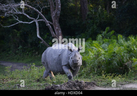 Un rhinocéros à une corne, dans le parc national de Kaziranga en Assam. Banque D'Images