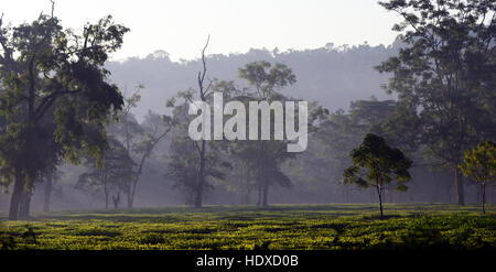 Un matin brumeux sur les plantations de thé dans le centre de l'Assam. Banque D'Images