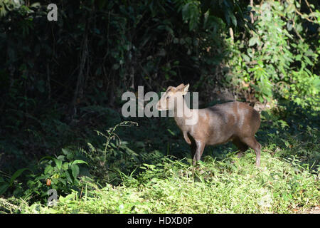 Un Indien Hog Cerfs dans le parc national de Kaziranga en Assam, Inde. Banque D'Images