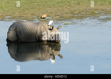 Un rhinocéros à une corne, dans le parc national de Kaziranga en Assam. Banque D'Images