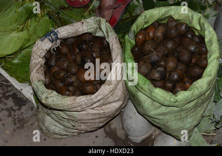 Noix de bétel (Areca Nut) en vente sur un marché en Assam, Inde. Banque D'Images