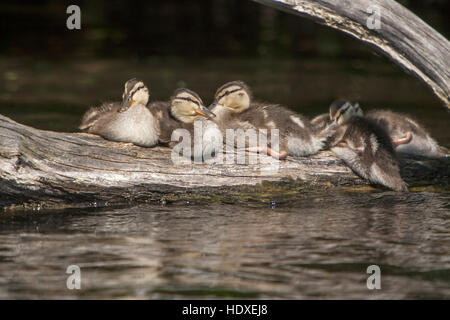 Cinq poussins, canards colverts, dreetzsee carwitz feldberger seenlandschaft, 102, district, mecklenburg-vorpommern, Allemagne Banque D'Images