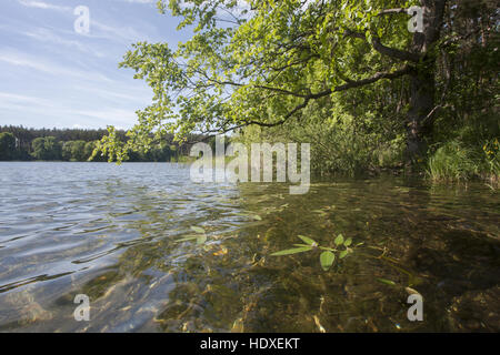 Dreetzsee carwitz feldberger seenlandschaft,,, plaque de lac mecklembourgeoise district, mecklenburg-vorpommern, Allemagne Banque D'Images