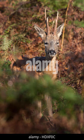 Buck Chevreuil (Capreolus capreolus) parmi les fougères - début octobre, New Forest, en Angleterre Banque D'Images