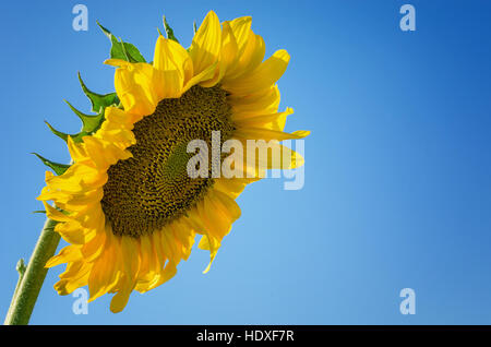 Tournesol jaune contre le ciel bleu Banque D'Images