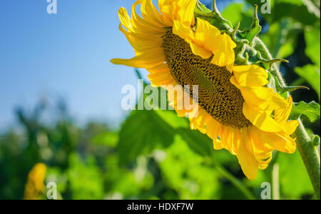 Tournesol jaune contre le ciel bleu et vert domaine Banque D'Images