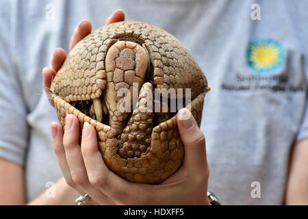 Un gardien de zoo au Smithsonian zoo enseigner les visiteurs à l'armadillo Banque D'Images