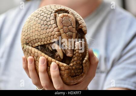 Un gardien de zoo au Smithsonian zoo enseigner les visiteurs à l'armadillo Banque D'Images