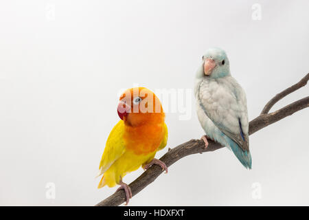 Lobebird jaune et bleu pastel Forpus Direction générale sur fond blanc Banque D'Images