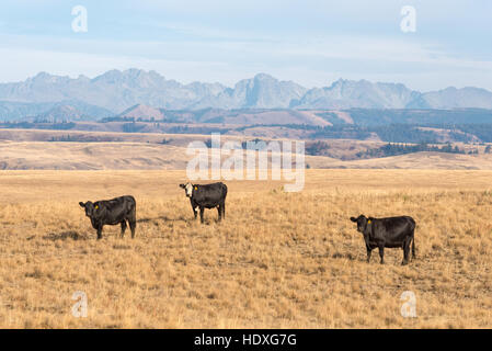 Les vaches sur la Prairie, dans le nord-est de l'Oregon Zumwalt, avec Hells Canyon et de l'Idaho's sept diables montagnes en arrière-plan. Banque D'Images