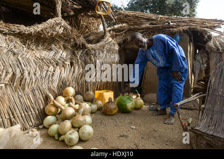 Un homme burkinabé dans son village, le découpage des citrouilles pour en faire des récipients pour boire et manger, Burkina Faso Banque D'Images